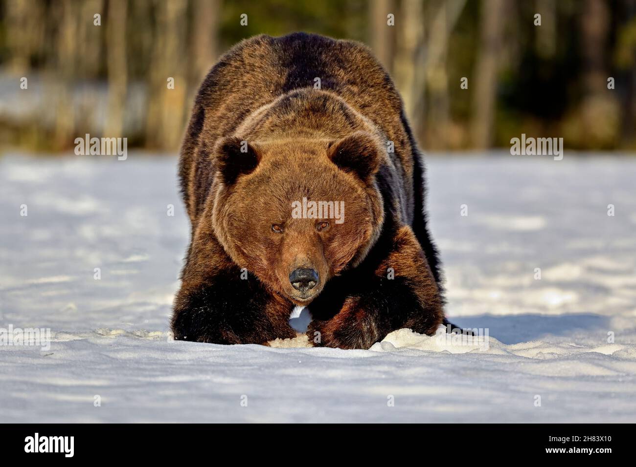 Auge in Auge mit Alpha-Männchen Bär Stockfoto