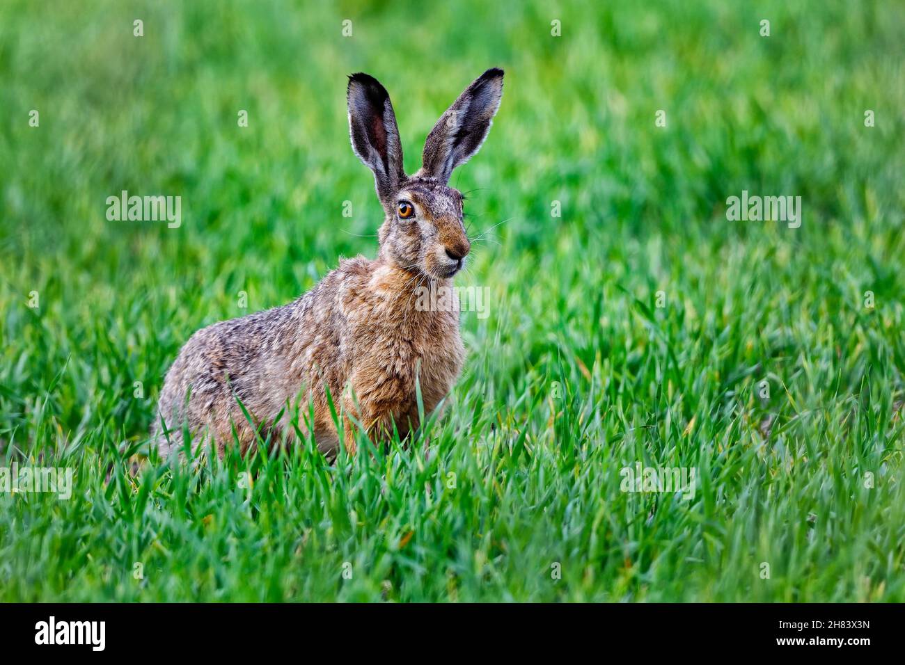 Europäischer Hase. Sofort einsatzbereit. Stockfoto