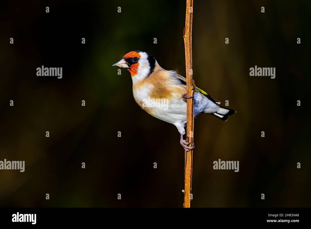 Goldfinch an einem sonnigen Herbstmorgen Stockfoto