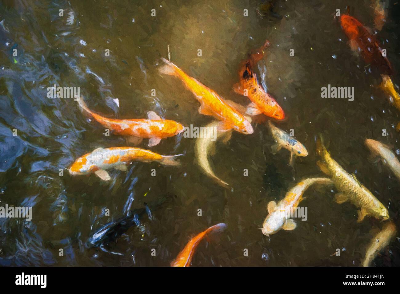 Mehrfarbige Goldfische / Koi-Fische oder Karpfen zielen in einen Teich mit dem warmen goldenen Sonnenlicht, das auf eine Zen-artige entspannende Weise in den See hinunterscheint Stockfoto