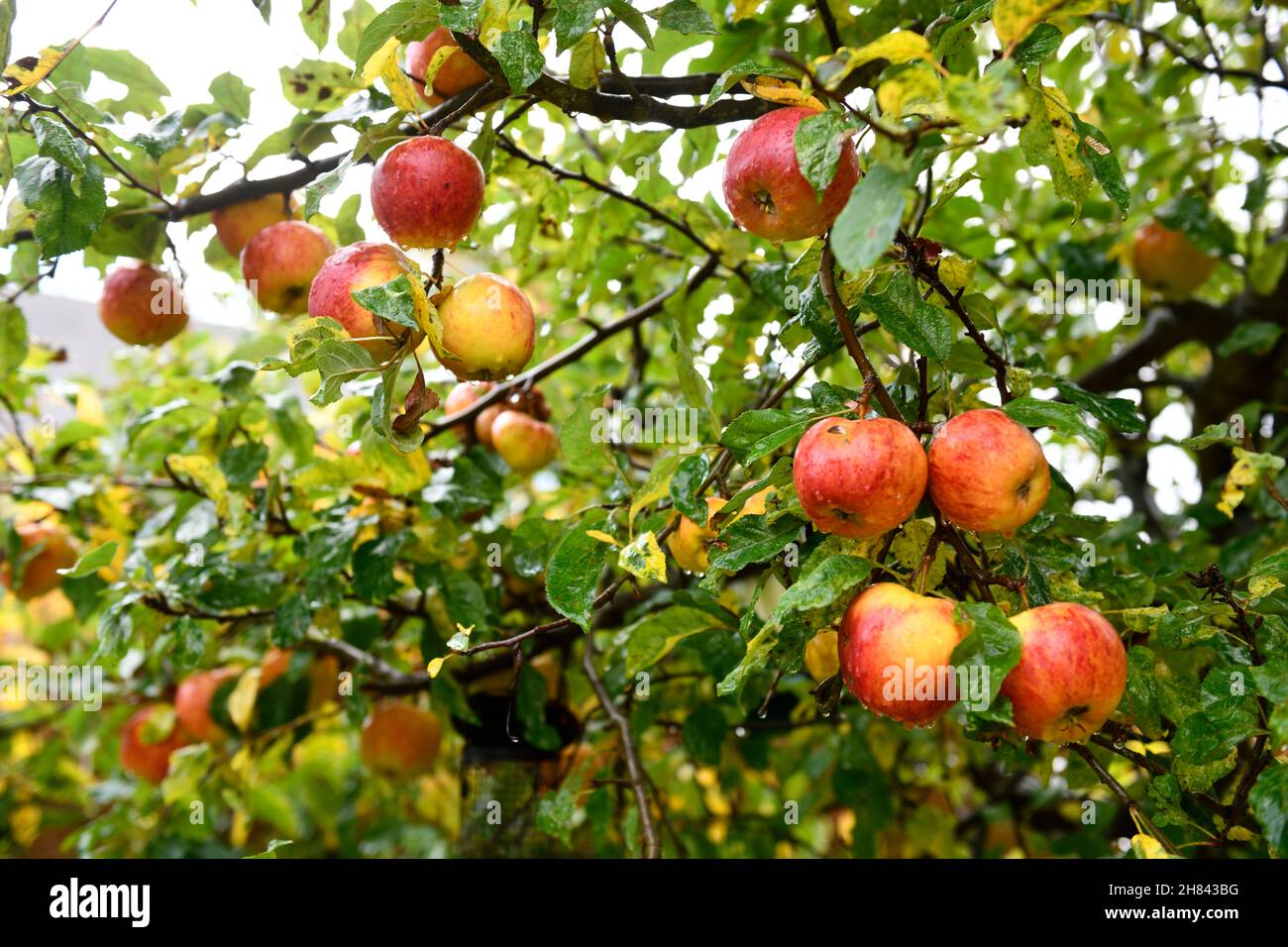 Apfelbaum (Malus pumila) im Garten Stockfoto