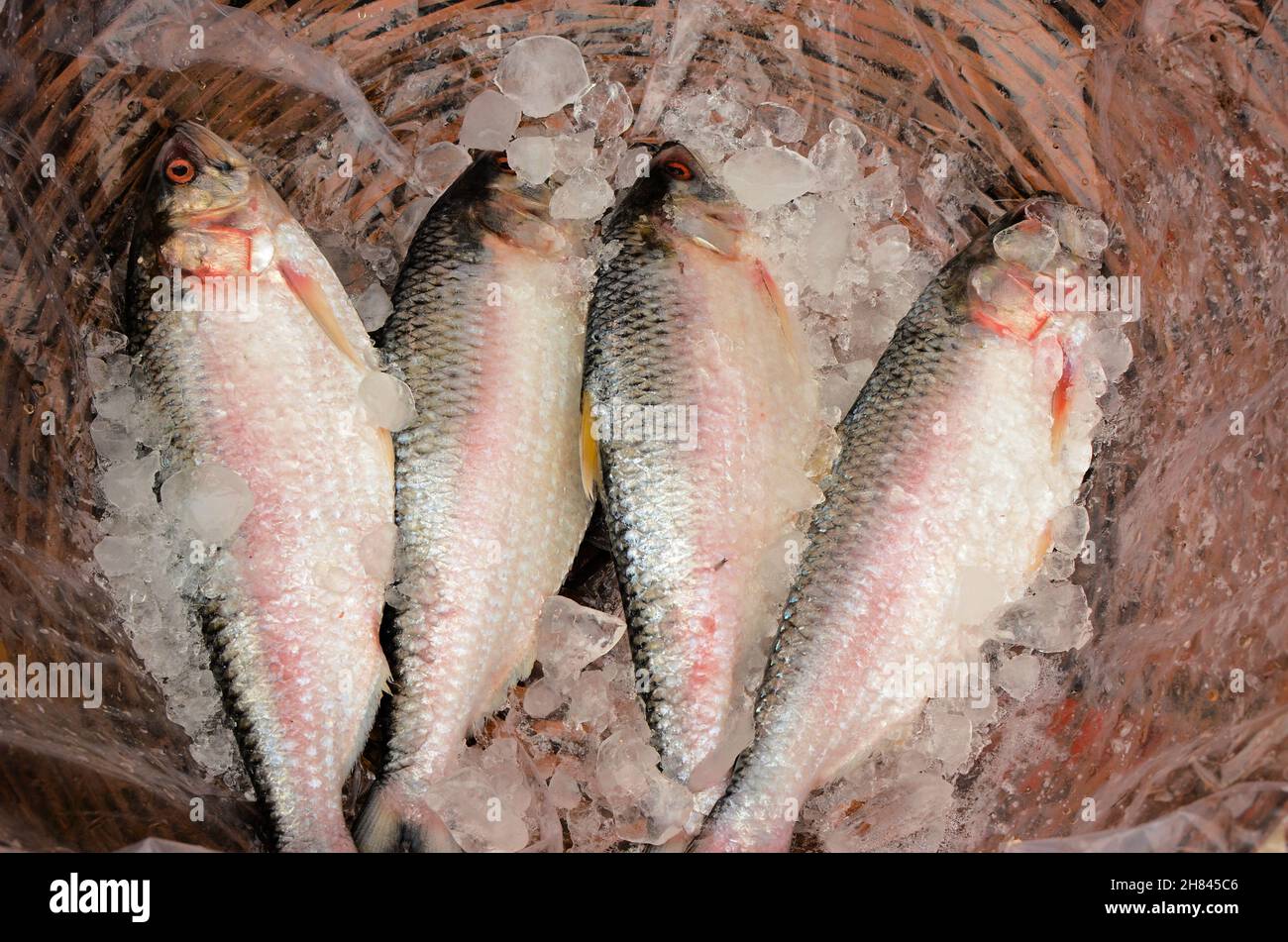 Frischer hilsa-Fisch wurde zum Verkauf angeboten Stockfoto