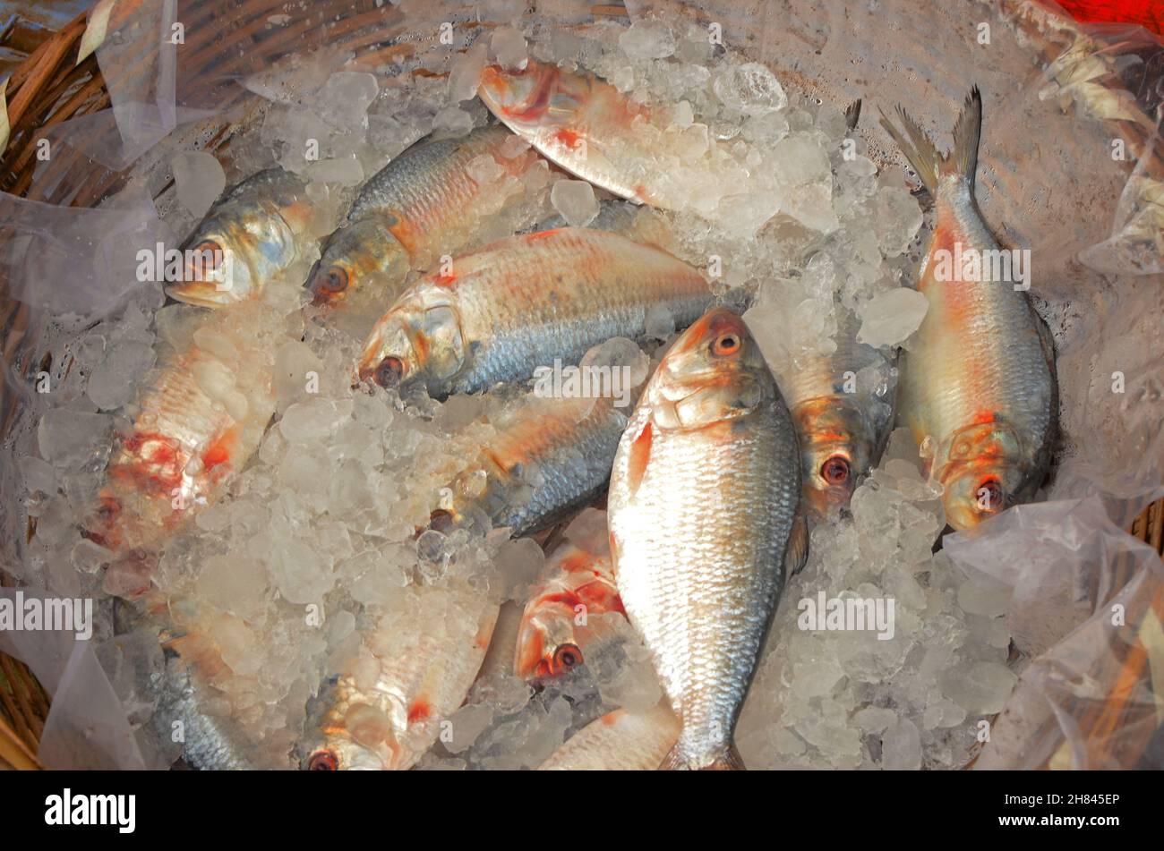 Frischer hilsa-Fisch wurde zum Verkauf angeboten Stockfoto