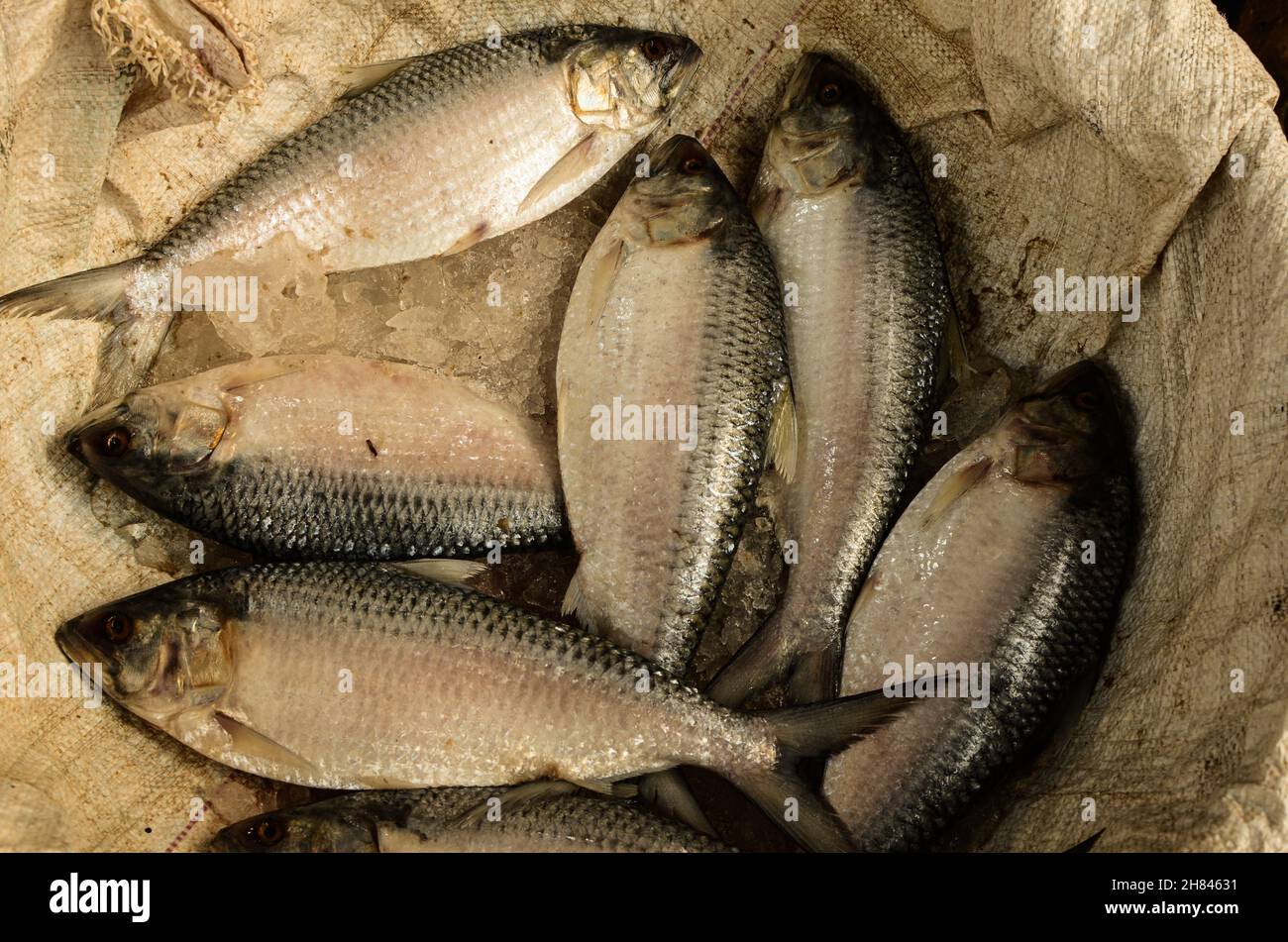 Hilsa fischzucht im teich Fotos und Bildmaterial in hoher Auflösung