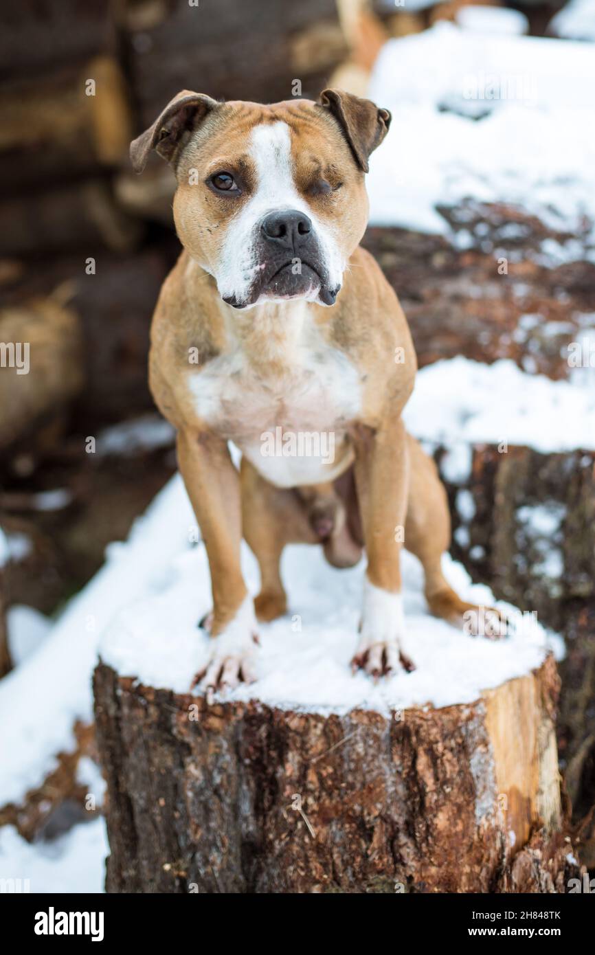 Fitter und gesunder Bulldog im Schnee Stockfoto