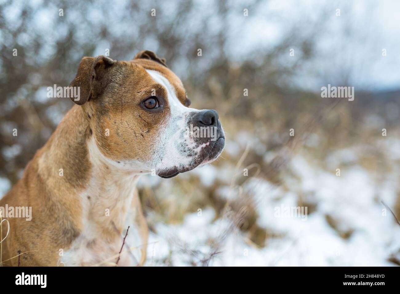 Fitter und gesunder Bulldog im Schnee Stockfoto