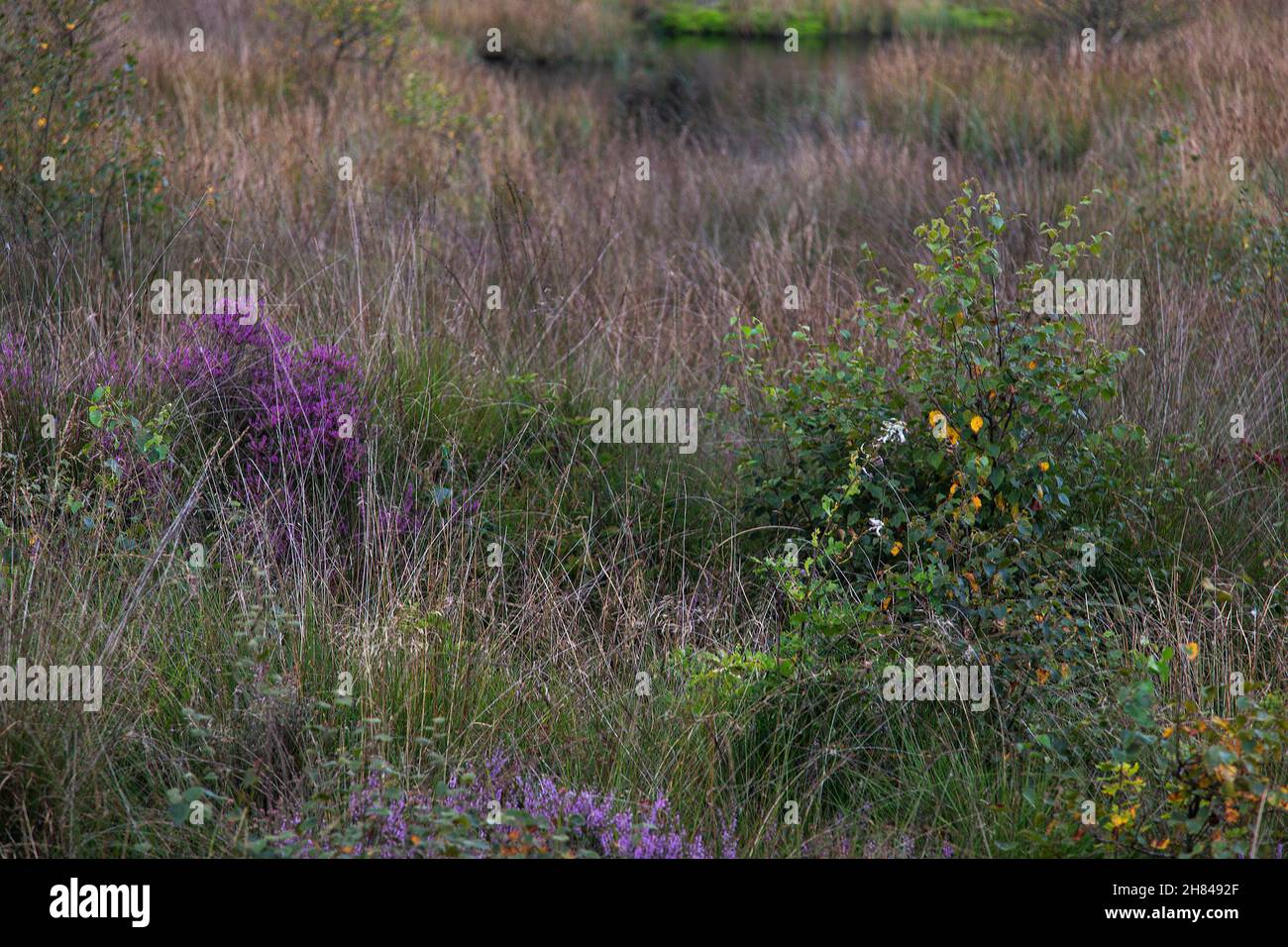 Heide teilweise von purpurem Moorgras überwuchert (Molinia caerulea) Stockfoto