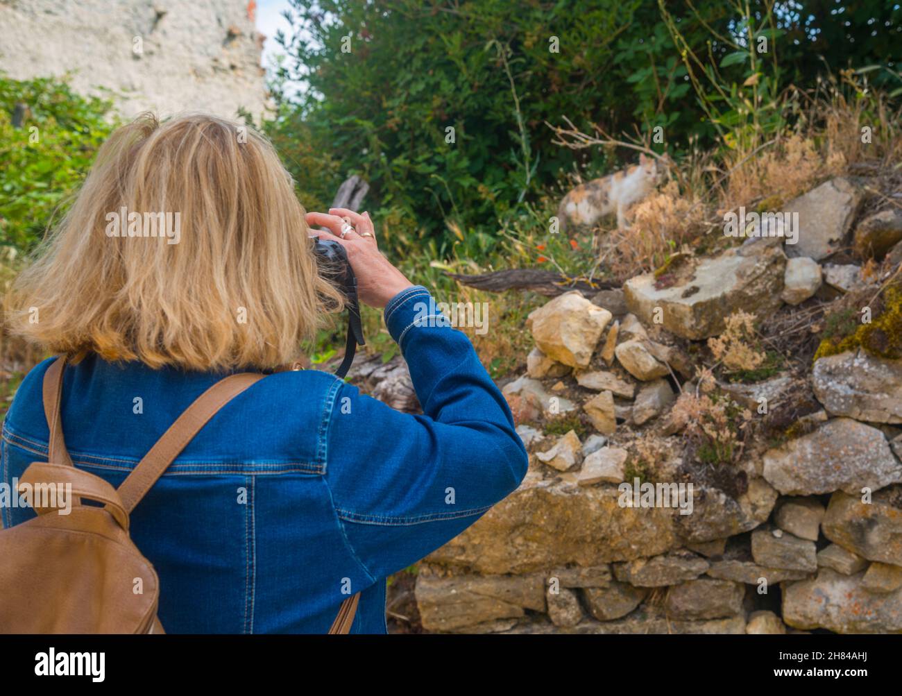 Frau, die Fotos von einer Katze. Stockfoto