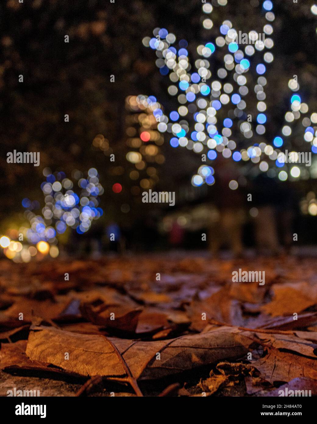 Eine Aufnahme in geringer Tiefenschärfe, die Autumn in London mit hellen Bokeh-Kugeln im Hintergrund zeigt. Aufgenommen auf der South Bank in London Stockfoto