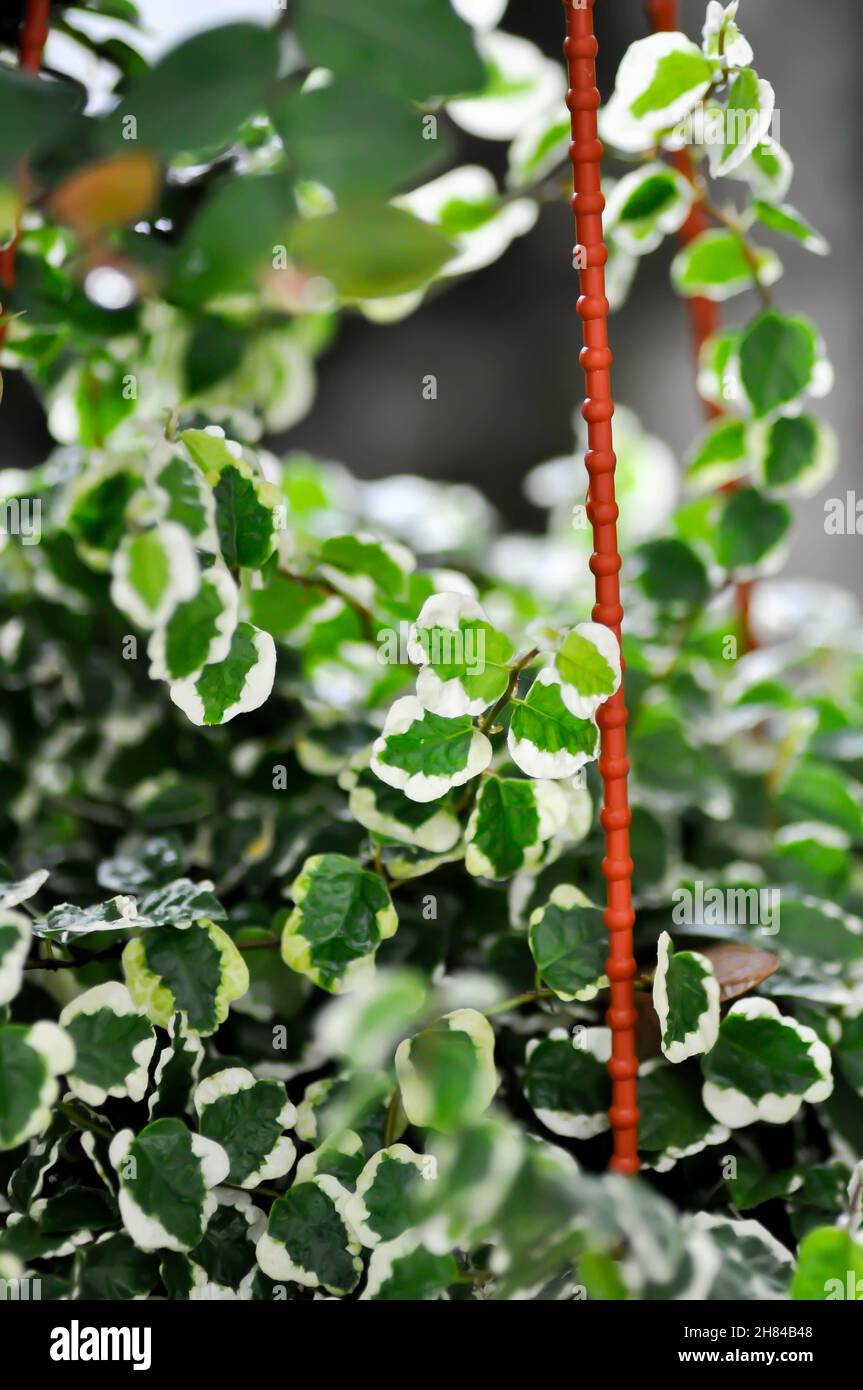 Ficus pumila L, Kletterfeigen- oder MORACEAE-Pflanze Stockfotografie - Alamy