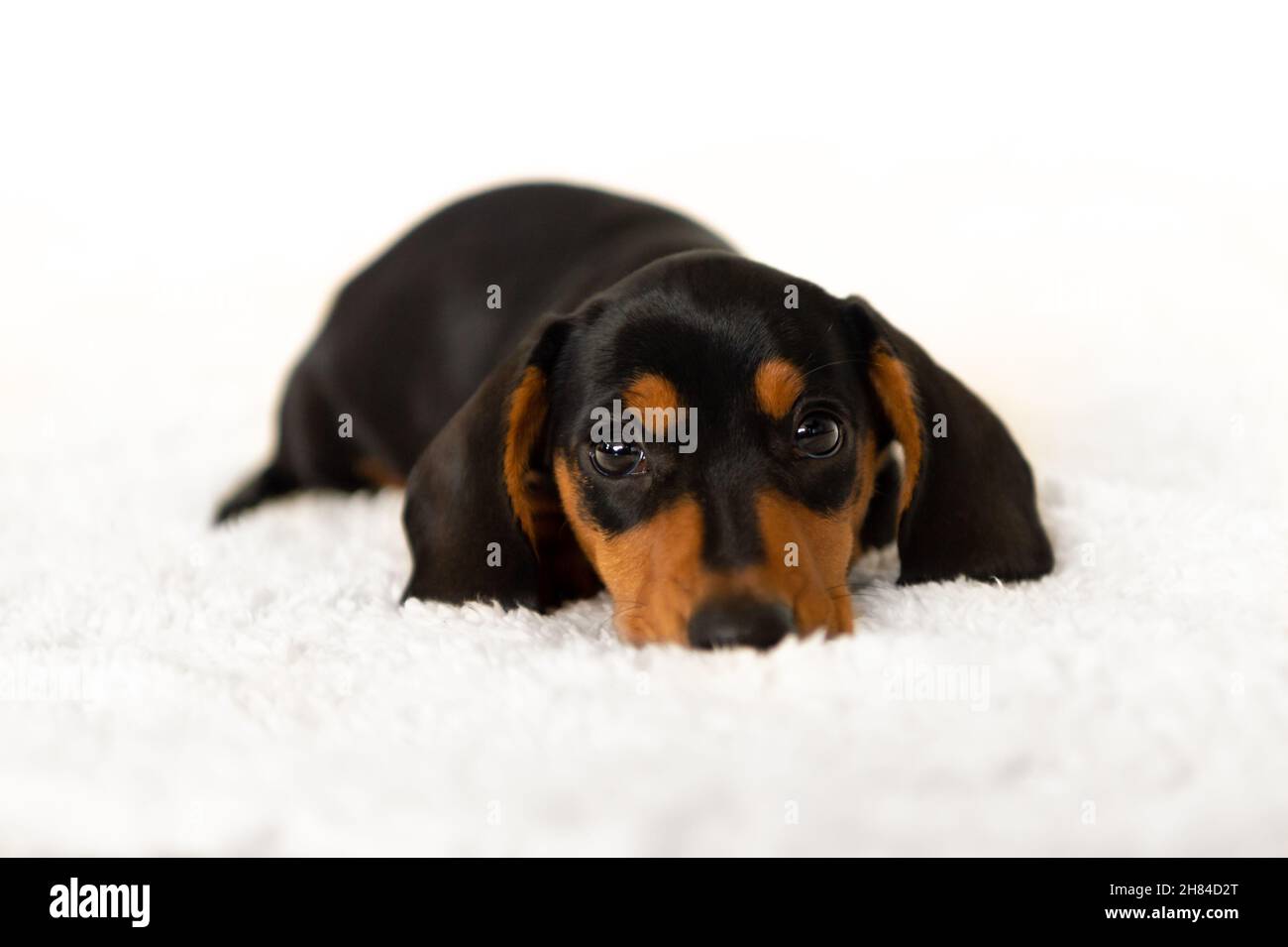 Niedlicher kleiner Wursthund 10 Wochen alt Stockfoto