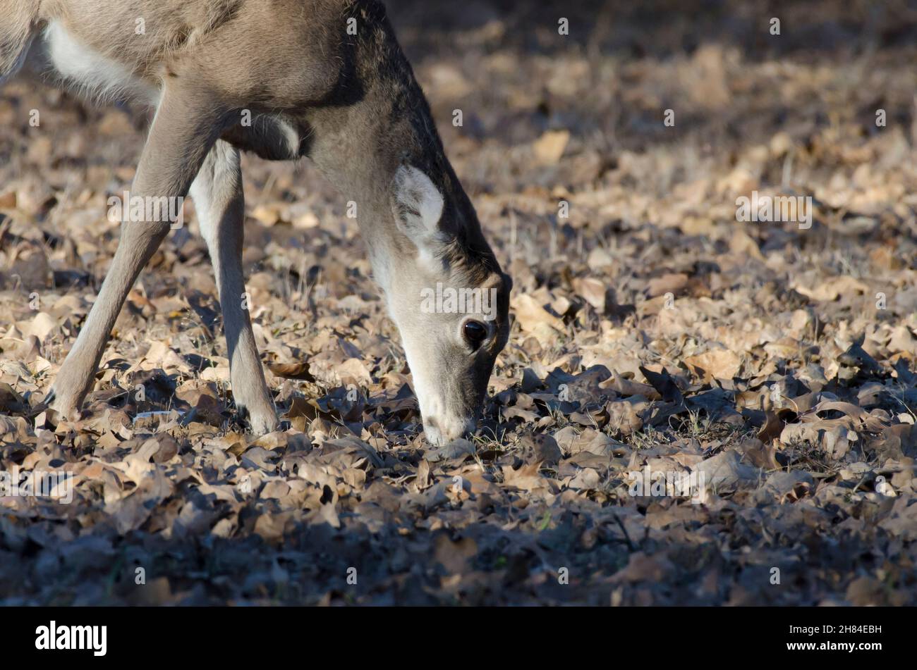 Weißschwanzhirsch, Odocoileus virginianus, Knopfbuck-Fütterung Stockfoto