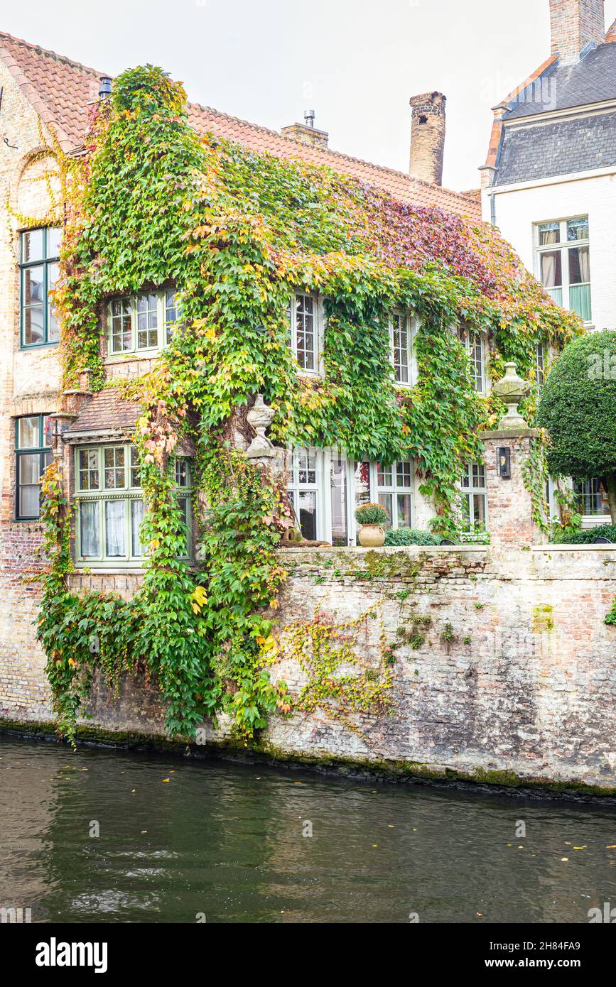 Idyllisches Kanalhaus in Brügge im Herbst mit Kletterpflanzen überwuchert Stockfoto