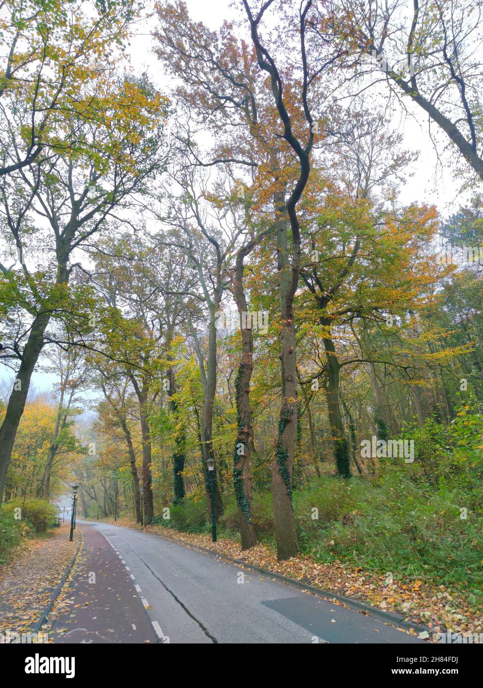 Straße in einem Wald mit Herbstblättern Farben Stockfoto