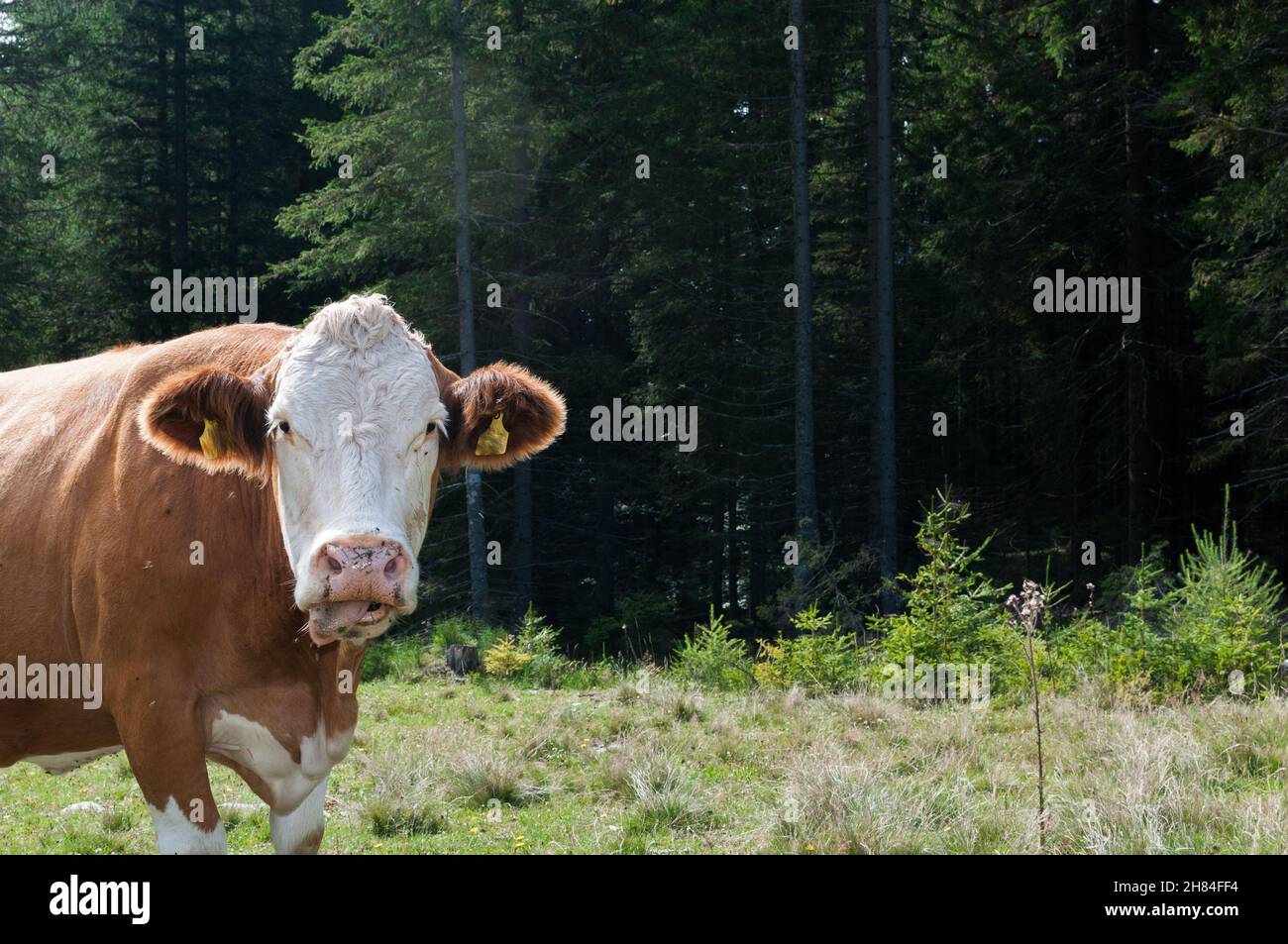 Porträt einer braunen und weißen Kuh, die neugierig in die Kamera schaut Stockfoto