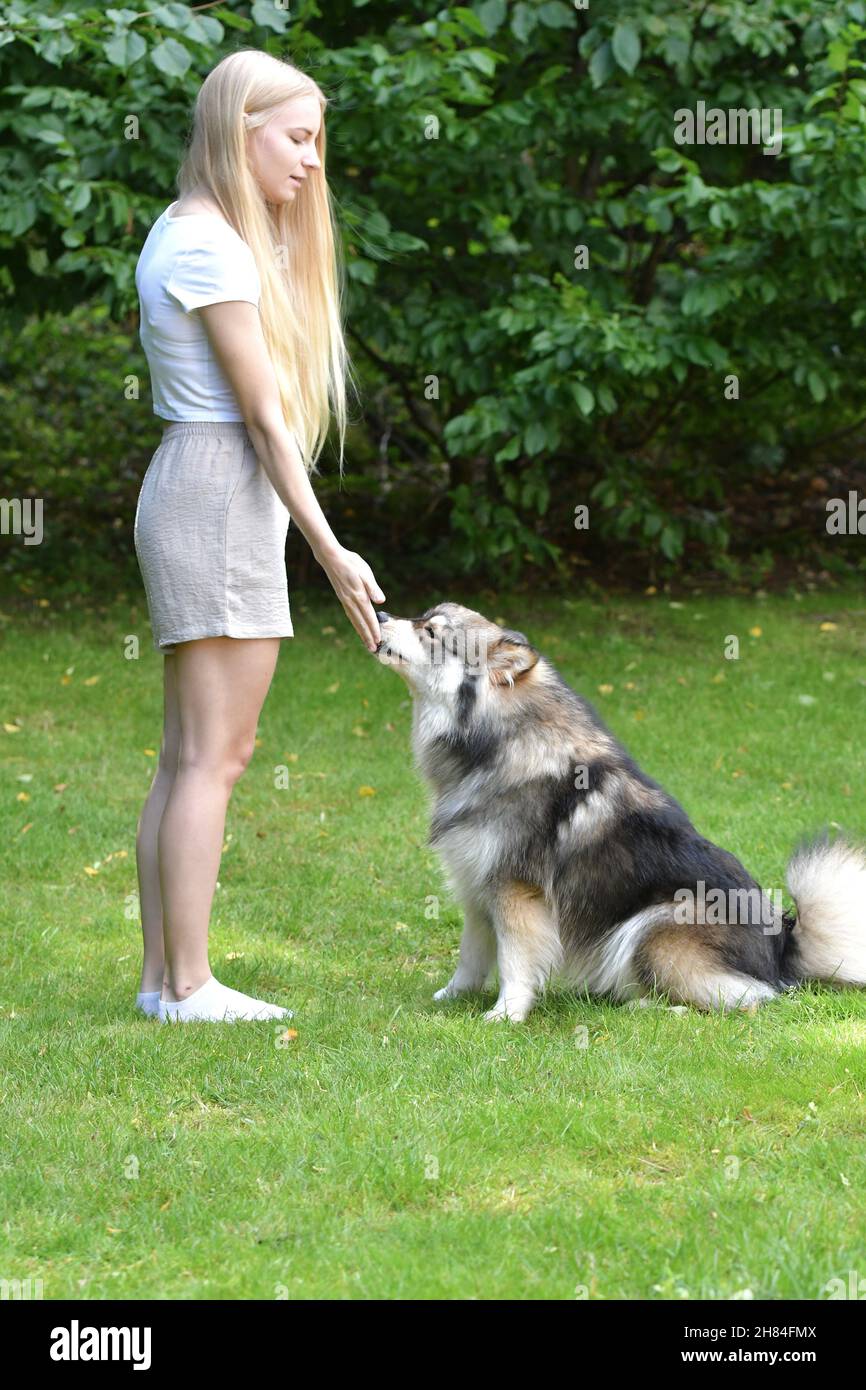 Portrait einer Frau und eines finnischen Lapphunds, der im Hinterhof im Freien trainiert Stockfoto