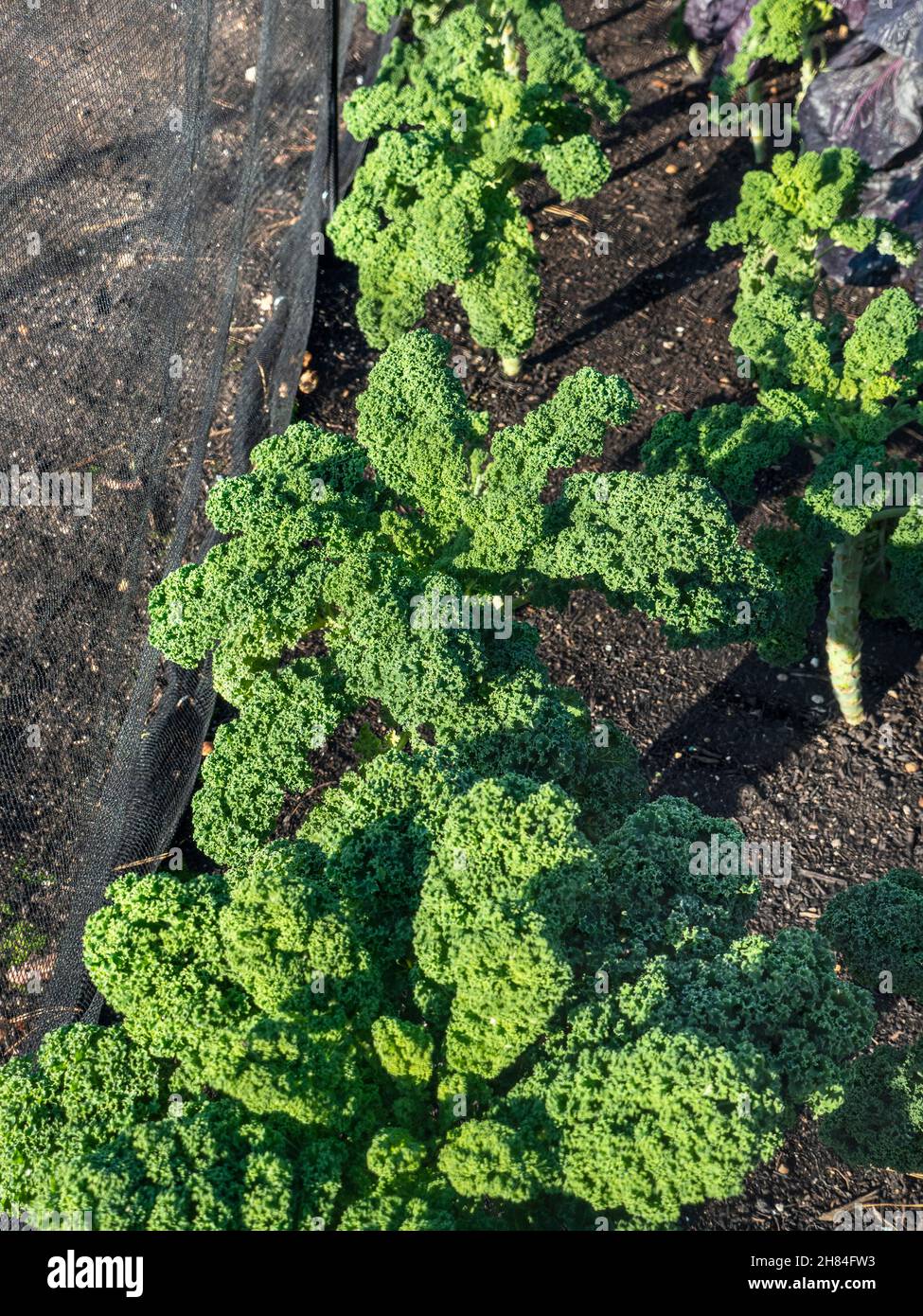 Kale 'CAPITAN' in einer Küche Gemüsegarten Patch angebaut, hinter Anti-Schädlingsnetz enviromesh. Es handelt sich um eine brassica, die ihrem ‘italienischen’ Cousin, Cavolo nero, sehr ähnlich ist und zur Familie der Kohl gehört. Kale hat dunkelgrüne, attraktive lockige Blätter, Kale hat sich zu einem der beliebtesten Gemüsesorten Großbritanniens entwickelt, das sowohl wegen seines gesunden Ernährungsprofils als auch wegen seiner gastronomischen Vielseitigkeit beliebt ist. Stockfoto
