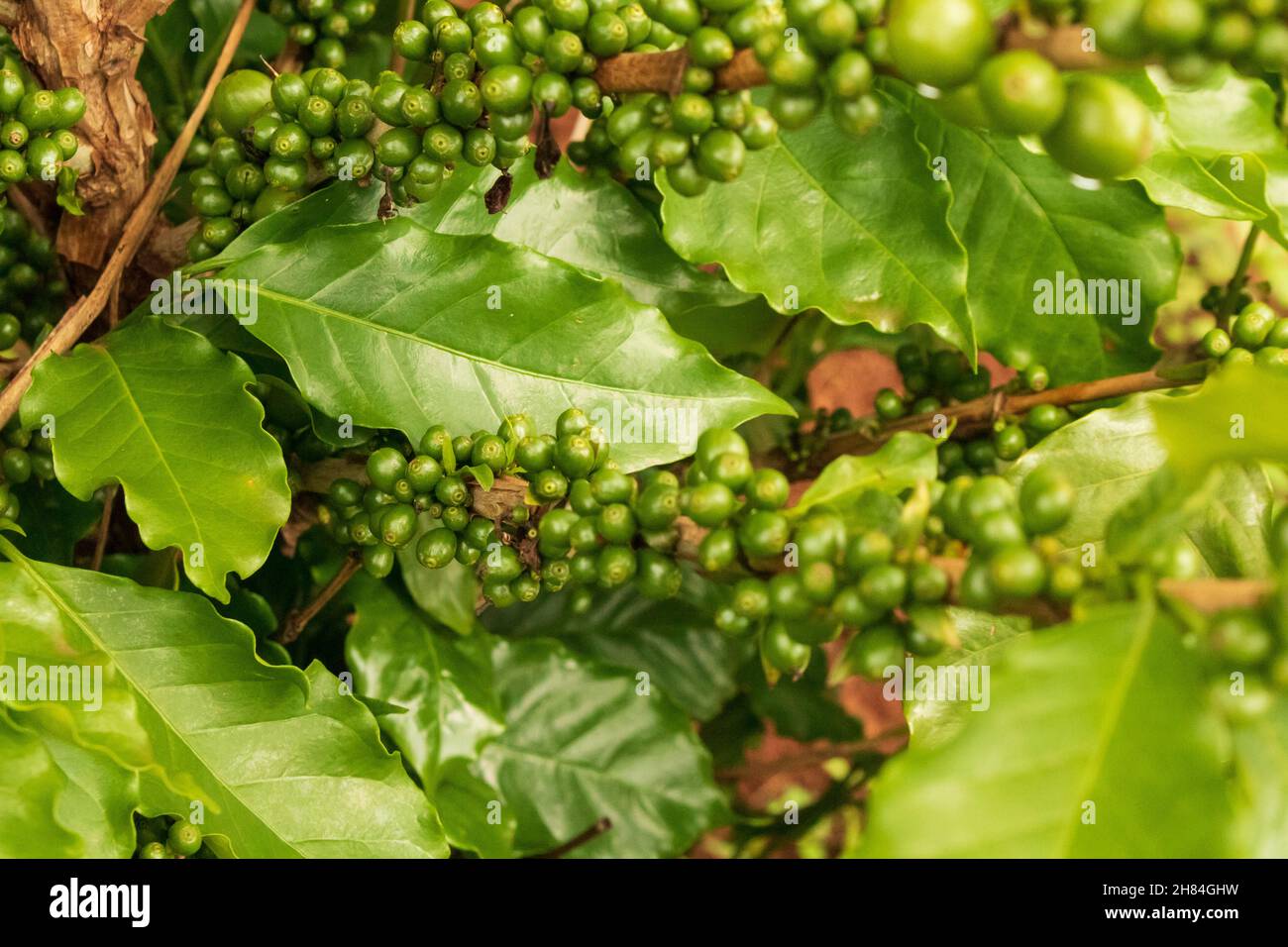 Kaffee Grüne Bohnen auf der Rebe. Kaffee Plantage Farm. Stockfoto