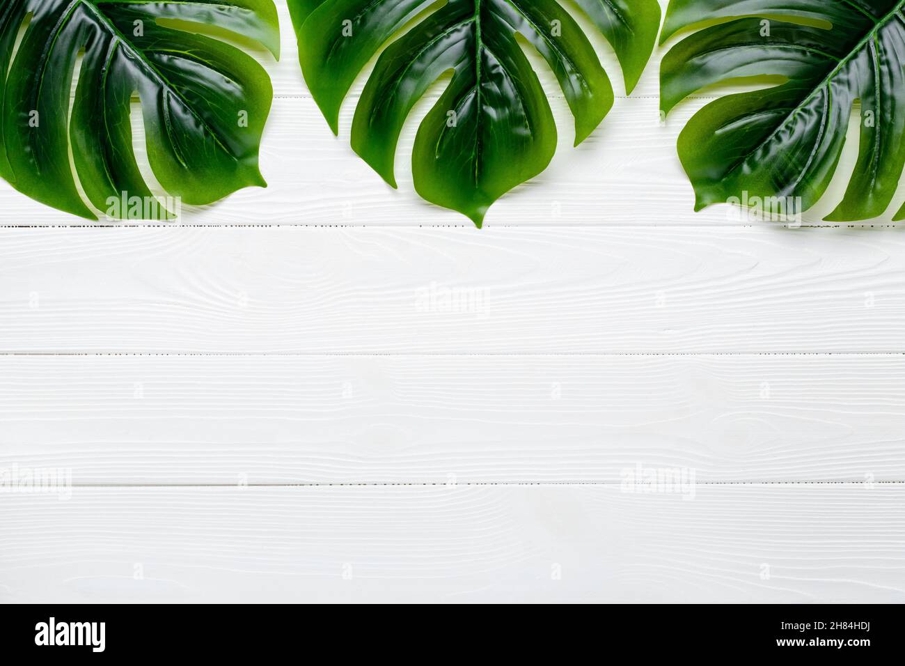 golden dragon philodendron Philodendron 
