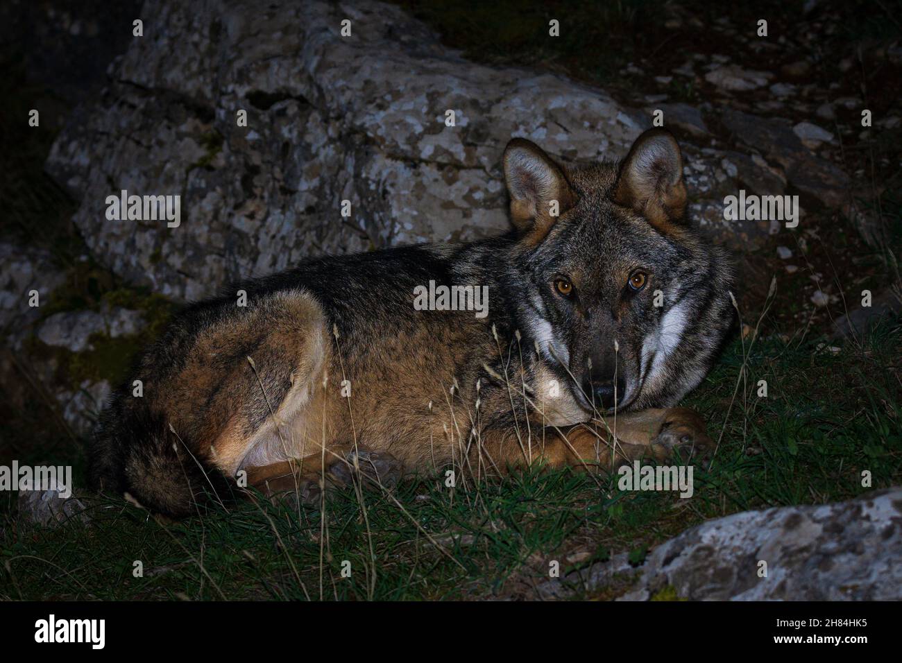 Grauer Wolf - Canis lupus frei auf dem griechischen Berg Parnitha bei Nacht zu Fuß Stockfoto