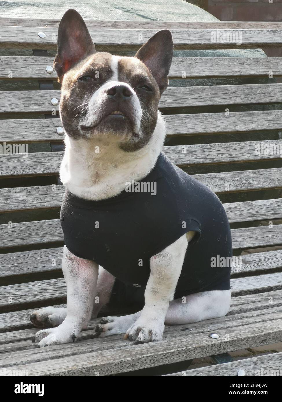 Französische Bulldogge Welpen Stockfoto
