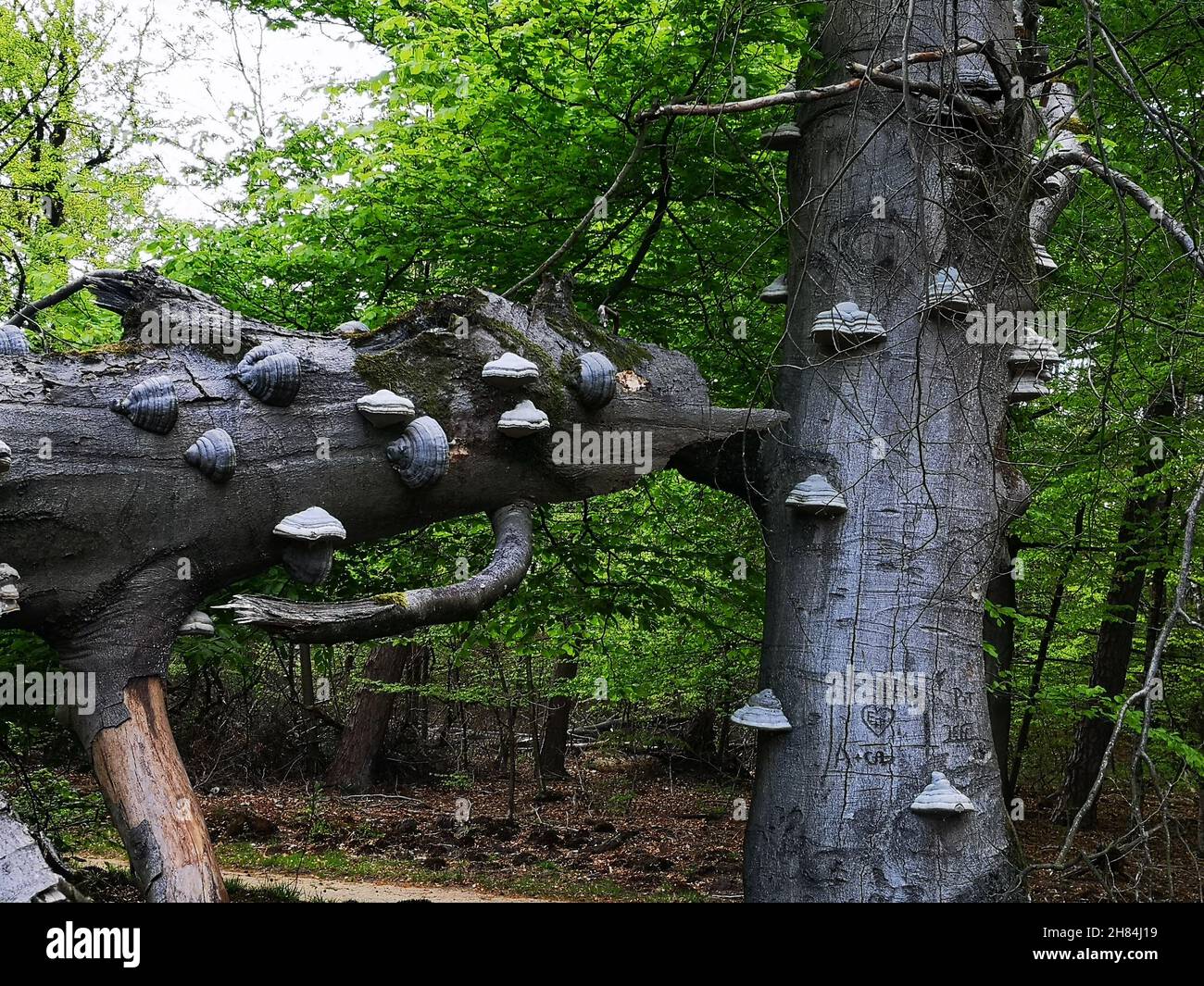 Viele Birkenpilze auf einem gebrochenen Baumstamm. Stockfoto