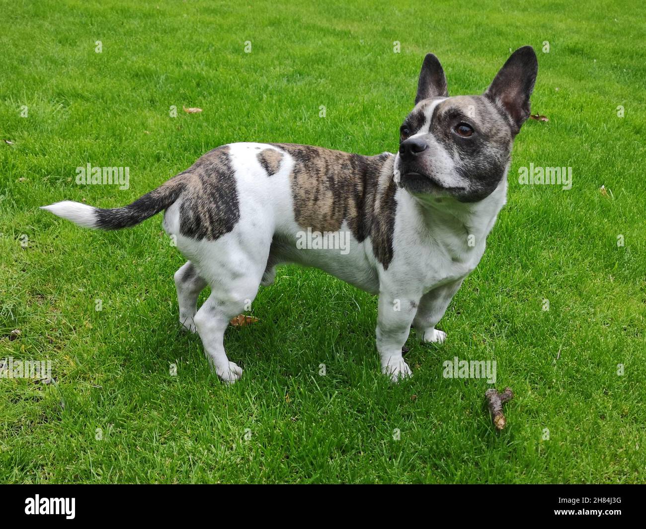 Chibull von der Seite gesehen, Kreuzung zwischen französischer Bulldogge und chihuahua. Stockfoto