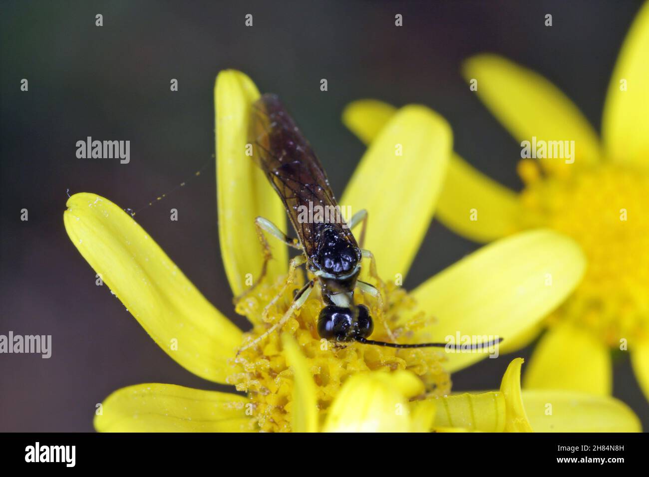 Stängel Borer Säbelfliegen Cephus pygmaeus (Cephidae), die sich an der gelben Blume ernähren Stockfoto