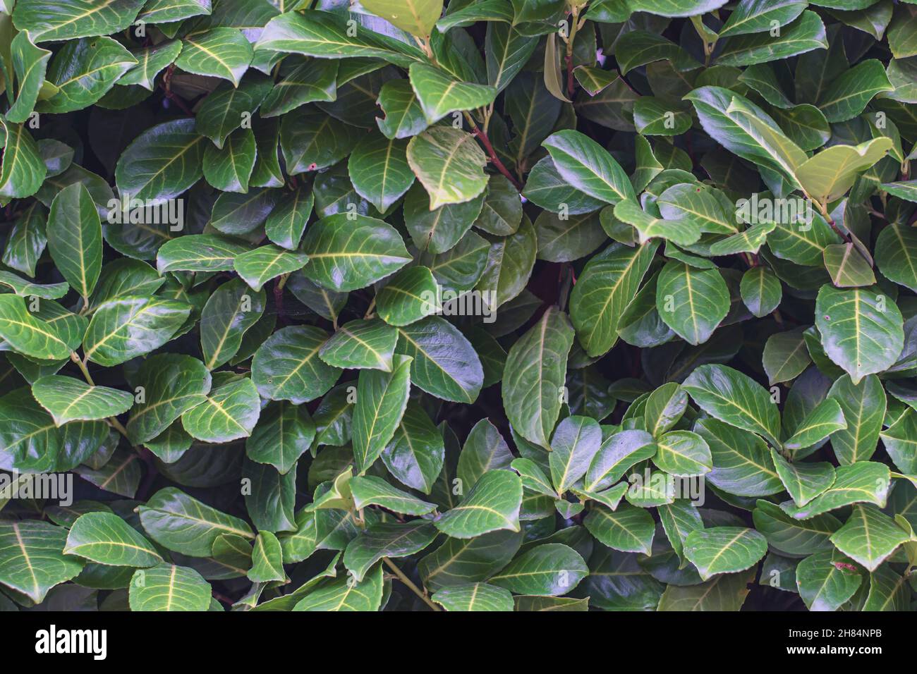 Denken Sie an grünen Laub, Hintergrund, Kopierraum Stockfoto
