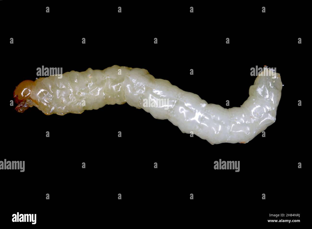 Larve von Stem Borer Sawfly Cephus pygmaeus (Cephidae). Es ist ein wichtiger Schädling von Getreide. Stockfoto