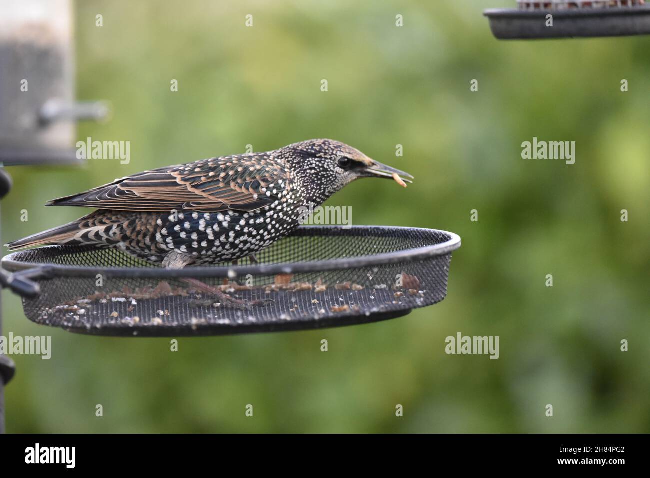 Nahaufnahme eines gemeinen Sterns (Starnus vulgaris), der im November in Großbritannien in einem Garten-Mealworm-Tablett mit einem Mealworm im Schnabel steht Stockfoto