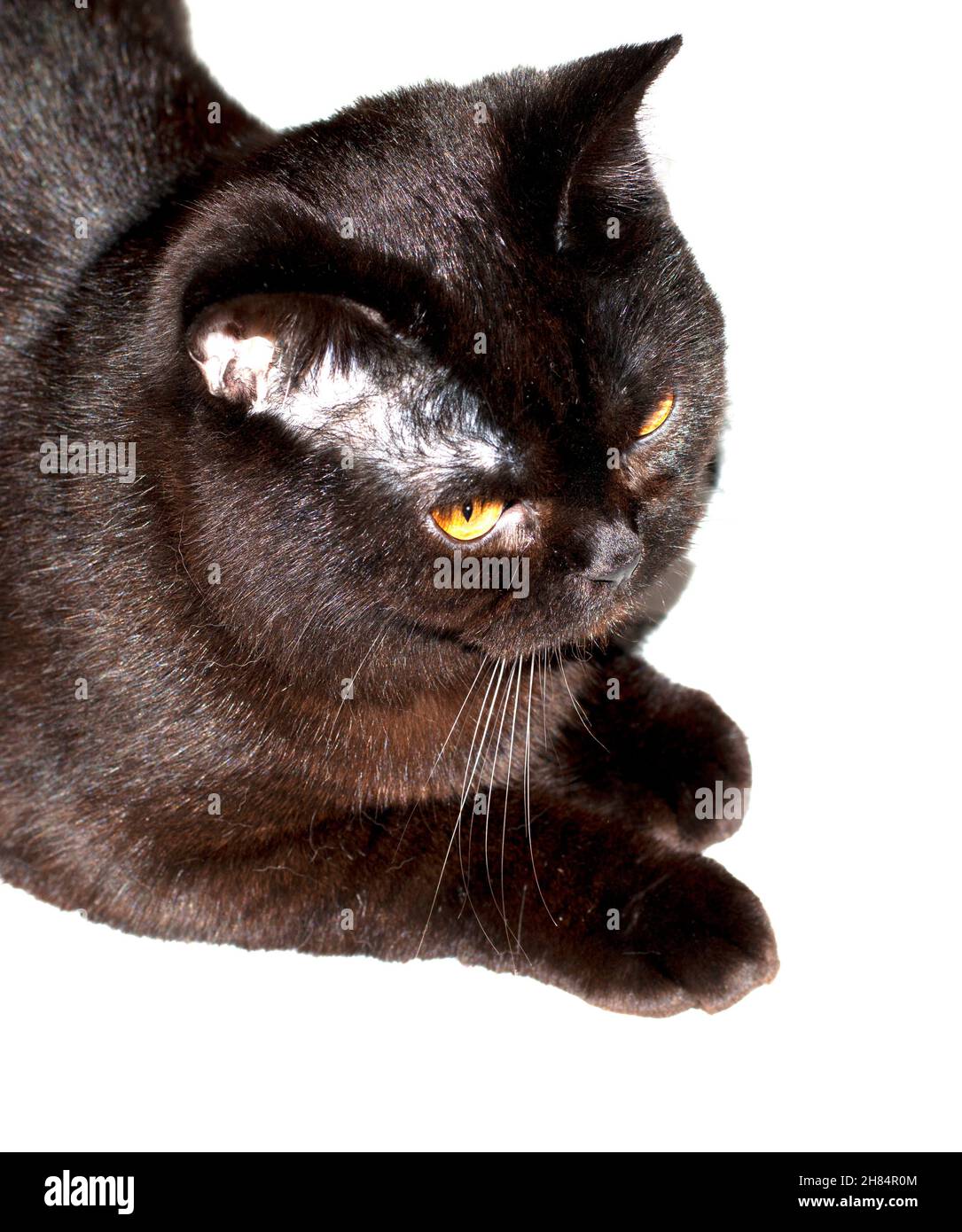 Porträt einer schottisch braunen Katze auf einem isolierten Hintergrund, Katzen und Katzen im Haus, Haustiere, ihre Fotos und ihr Leben Stockfoto