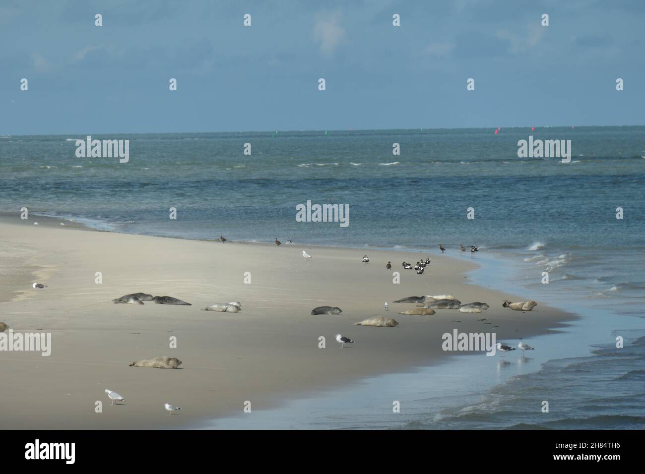 Seehunde im wattenmeer um Ameland beobachten. Niederlande, Europa. Stockfoto