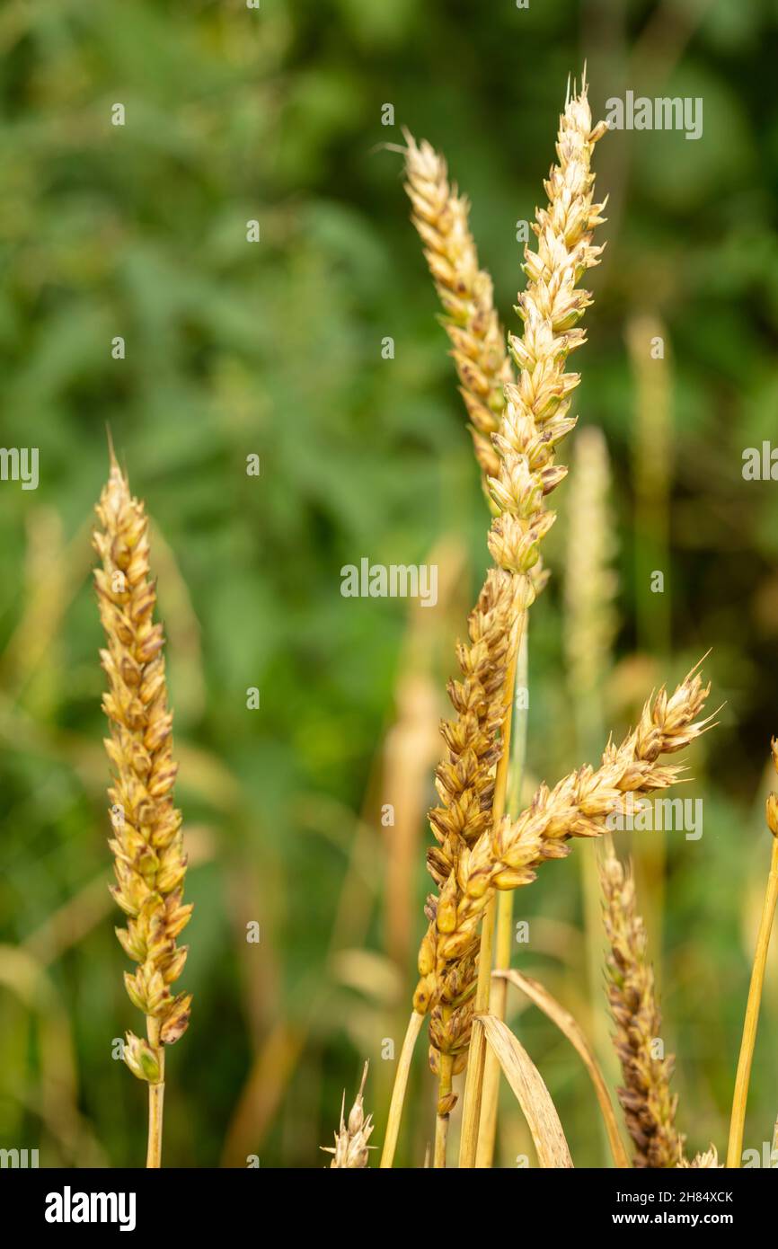 Nahaufnahme von Gerste, Hordeum vulgare, Futterpflanzen Stockfoto