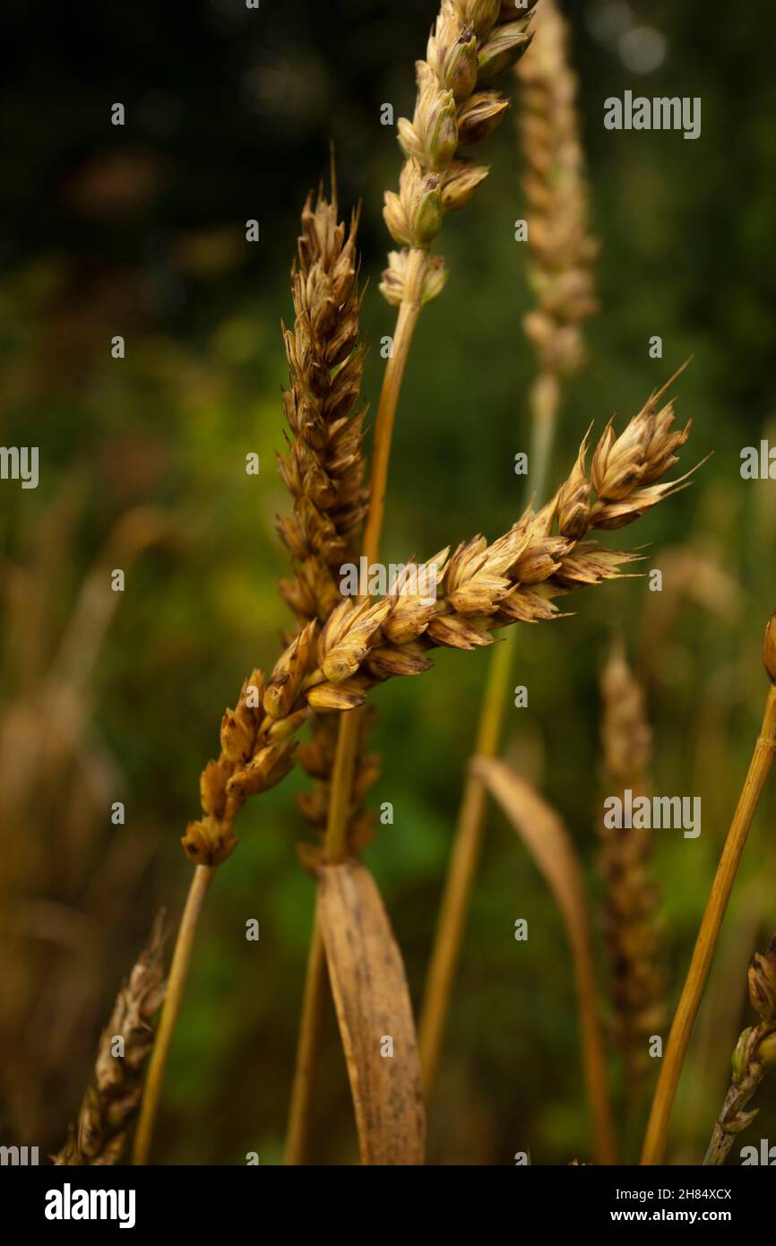 Nahaufnahme von Gerste, Hordeum vulgare, Futterpflanzen Stockfoto