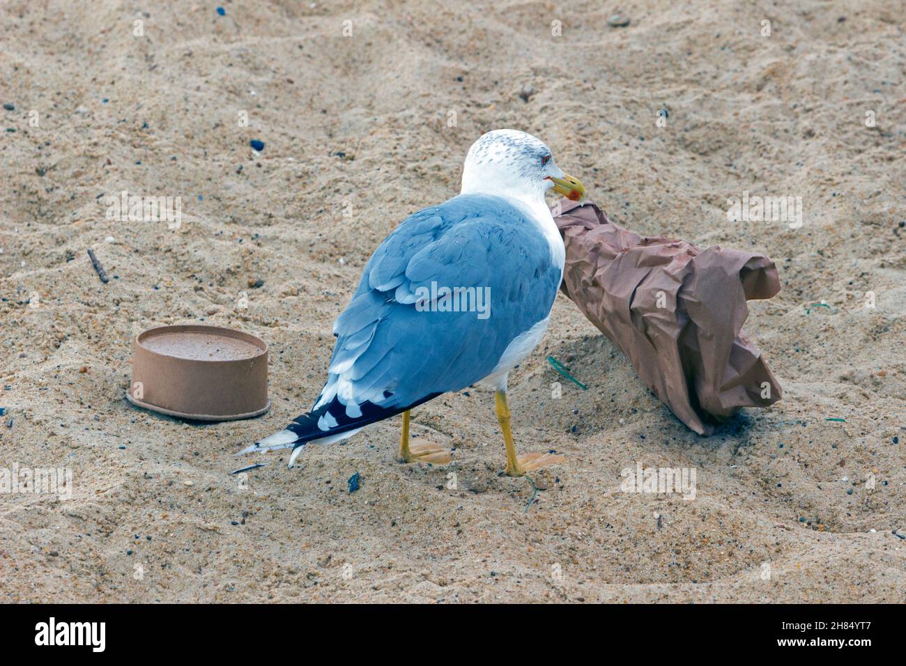 Möwen ernähren sich von Lebensmittelabfällen aus einem Strandmüllbehälter in Capbreton, Les Landes, Frankreich Stockfoto