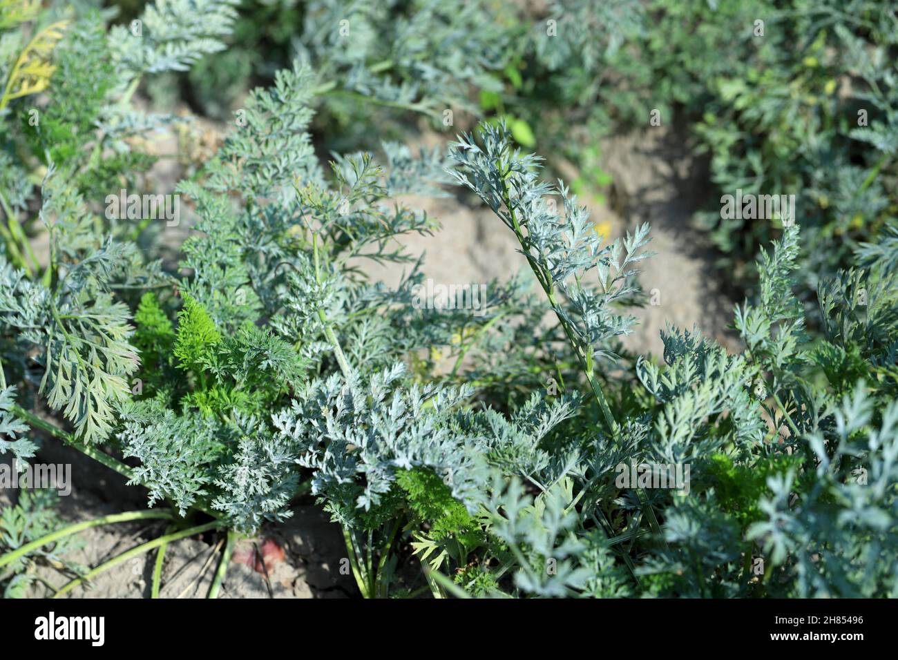 Blätter einer Karottenpflanze, die vom Mehltau befallen sind, der durch Erysiphe heracleion verursacht wird. Stockfoto