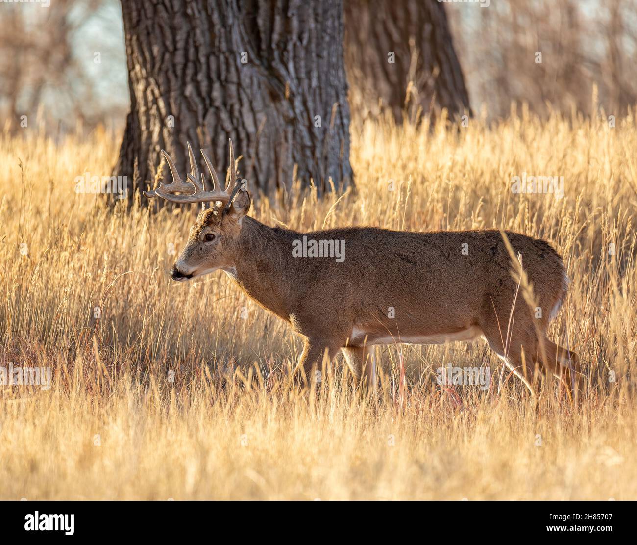 Wildschwanzhirsche (Buck), die im Rocky Mountain Arsenal National Wildlife Refuge Colorado, USA, durch Gras wandern Stockfoto