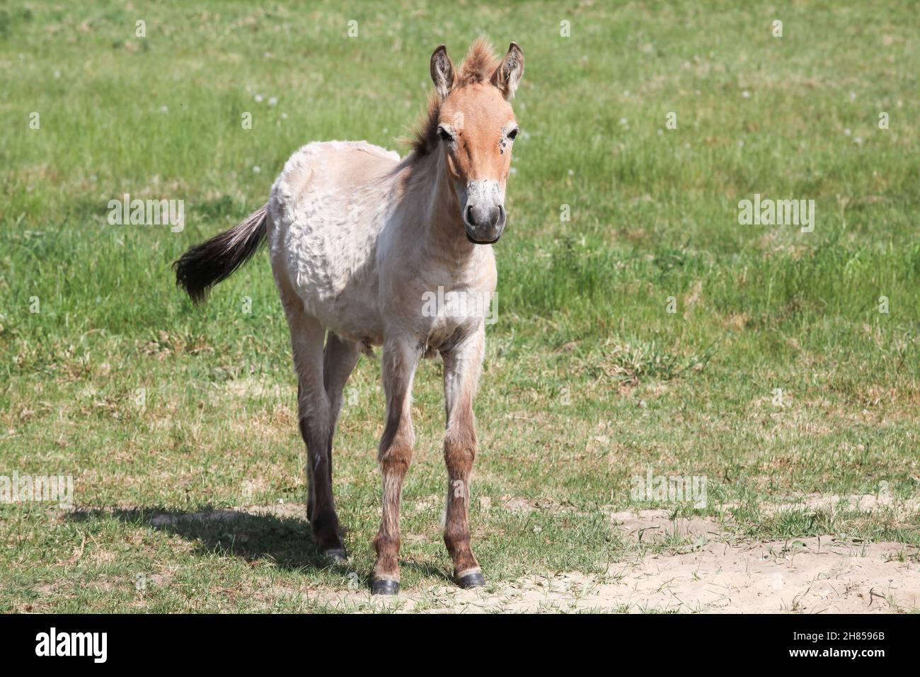 Przewalski's horse in einem Feld Stockfoto