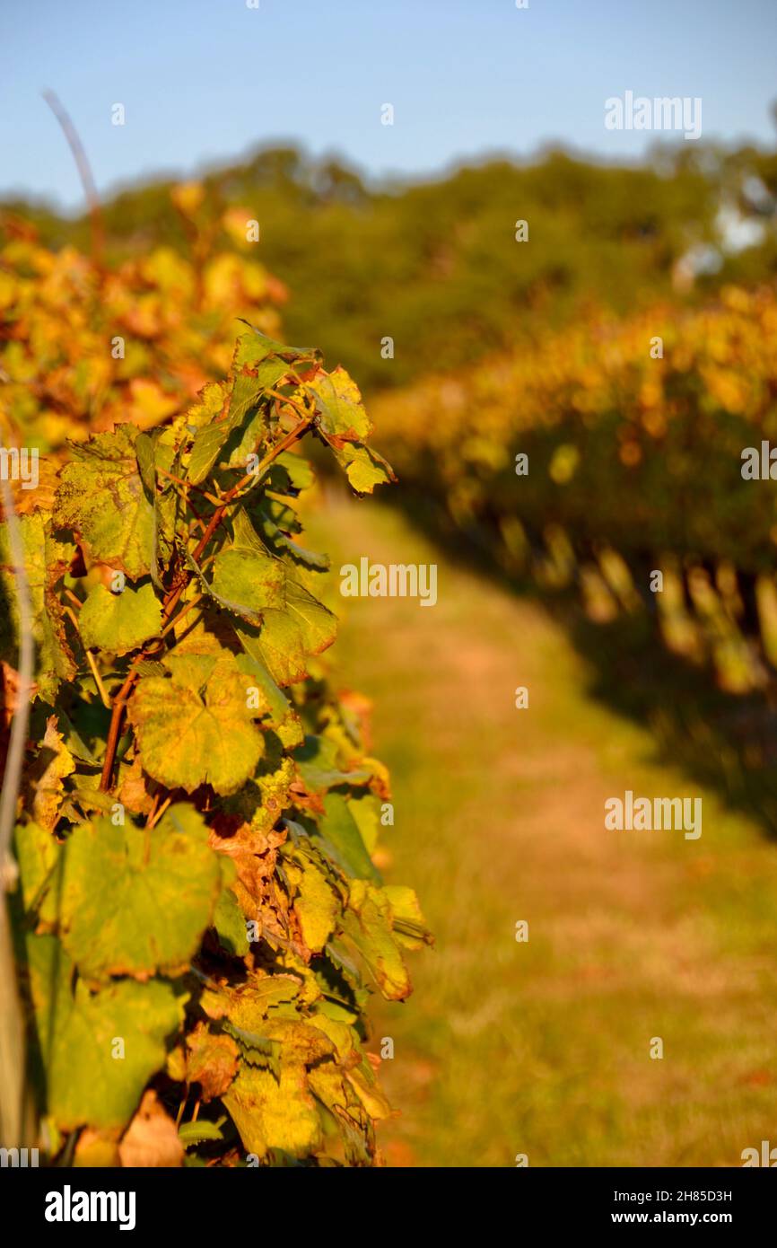 Gelbe Weinrebe hinterlässt im Herbst am späten Nachmittag auf einem Weingut oder Weingut auf der Mornington Peninsula in Australien Stockfoto