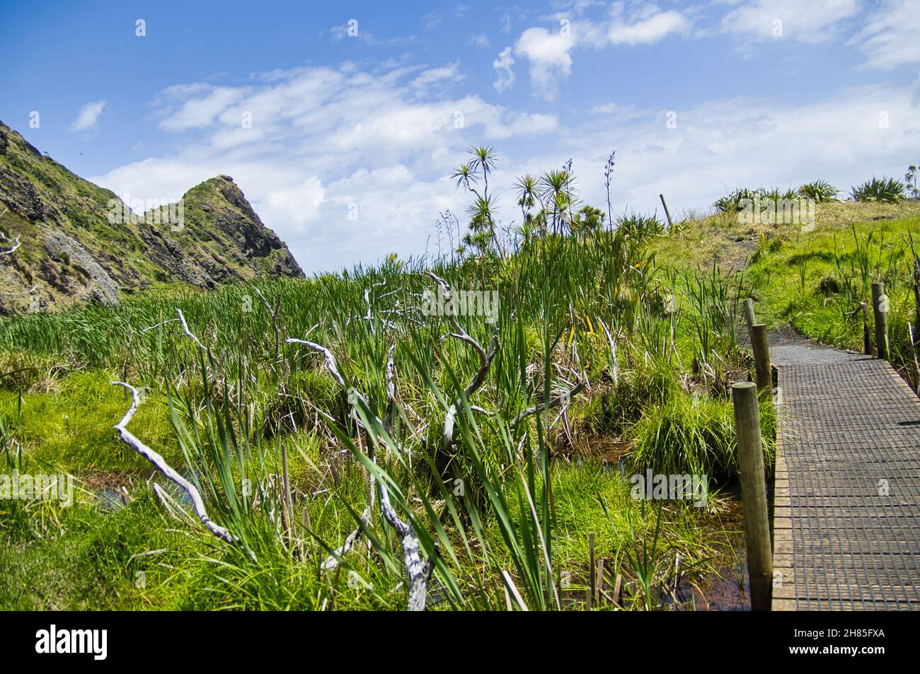 Feuchtgebiet in der Nähe von Tunnel Point und Zion Hill, in der Nähe von Karekare in den Waitakere Ranges, Auckland, Neuseeland. Stockfoto