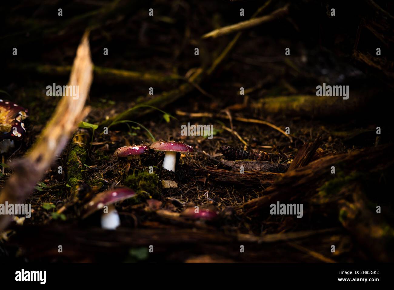 Amanita muscaria. Rotgefleckte Pilzpilze. Fliegen Sie agarisch. Wunderschöne Naturlandschaft. Brauner Boden, unscharfer Hintergrund. Hochwertige Fotos Stockfoto