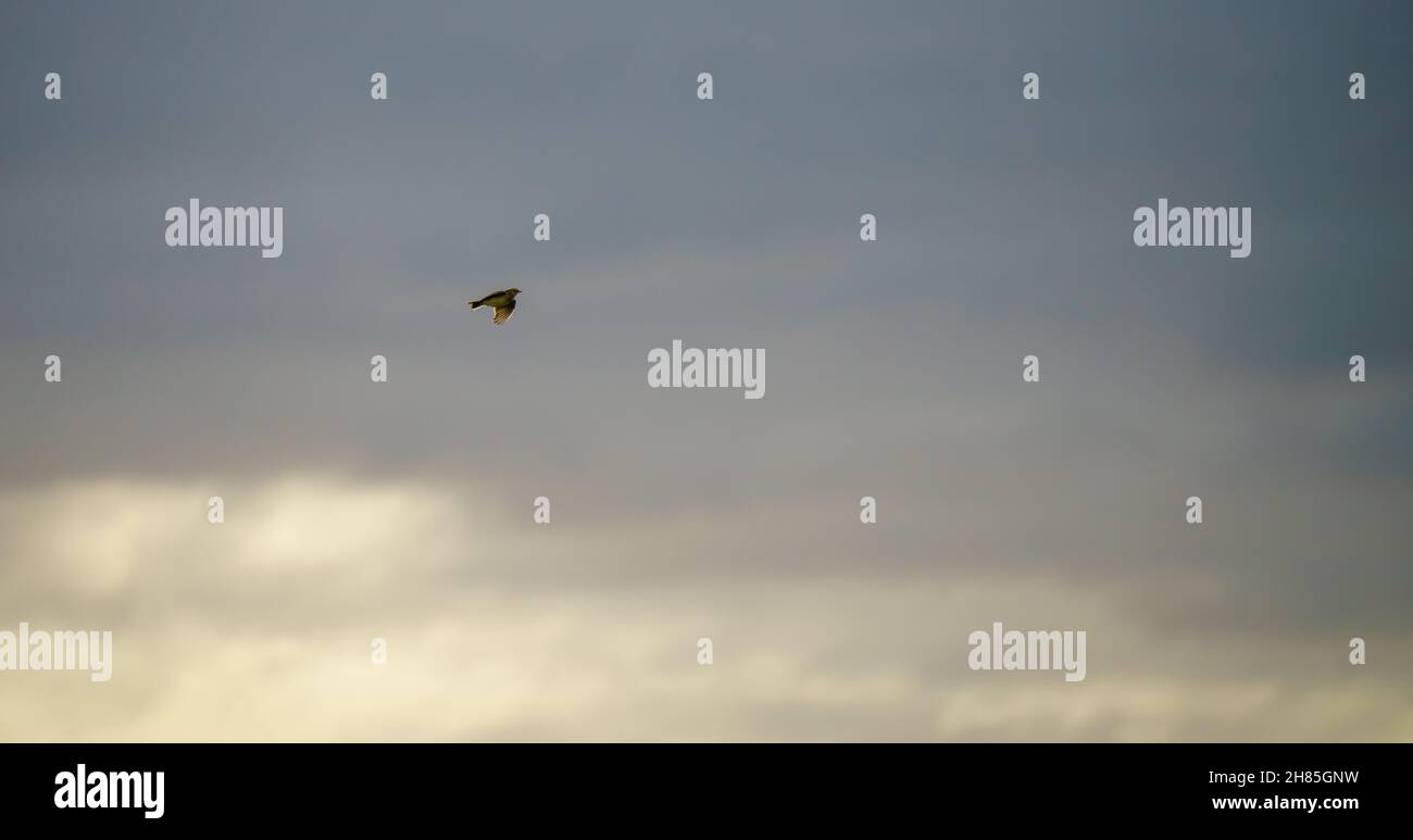 Eine Feldfare (Turdus pilaris) auf dem Flügel, die über die Chalklands der Salisbury Plain, Wiltshire, Großbritannien, fliegt, wolkiger Himmel Stockfoto