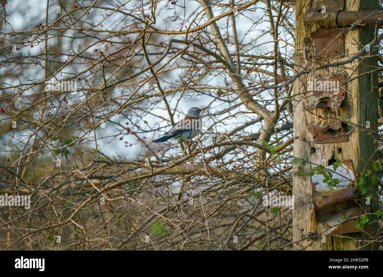Eine Feldfare (Turdus pilaris) zwischen den Zweigen eines Winterfaltdorns in Großbritannien Stockfoto