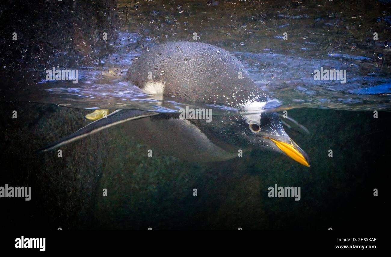 Gentoo Pinguin Zoo Calgary Alberta Stockfoto