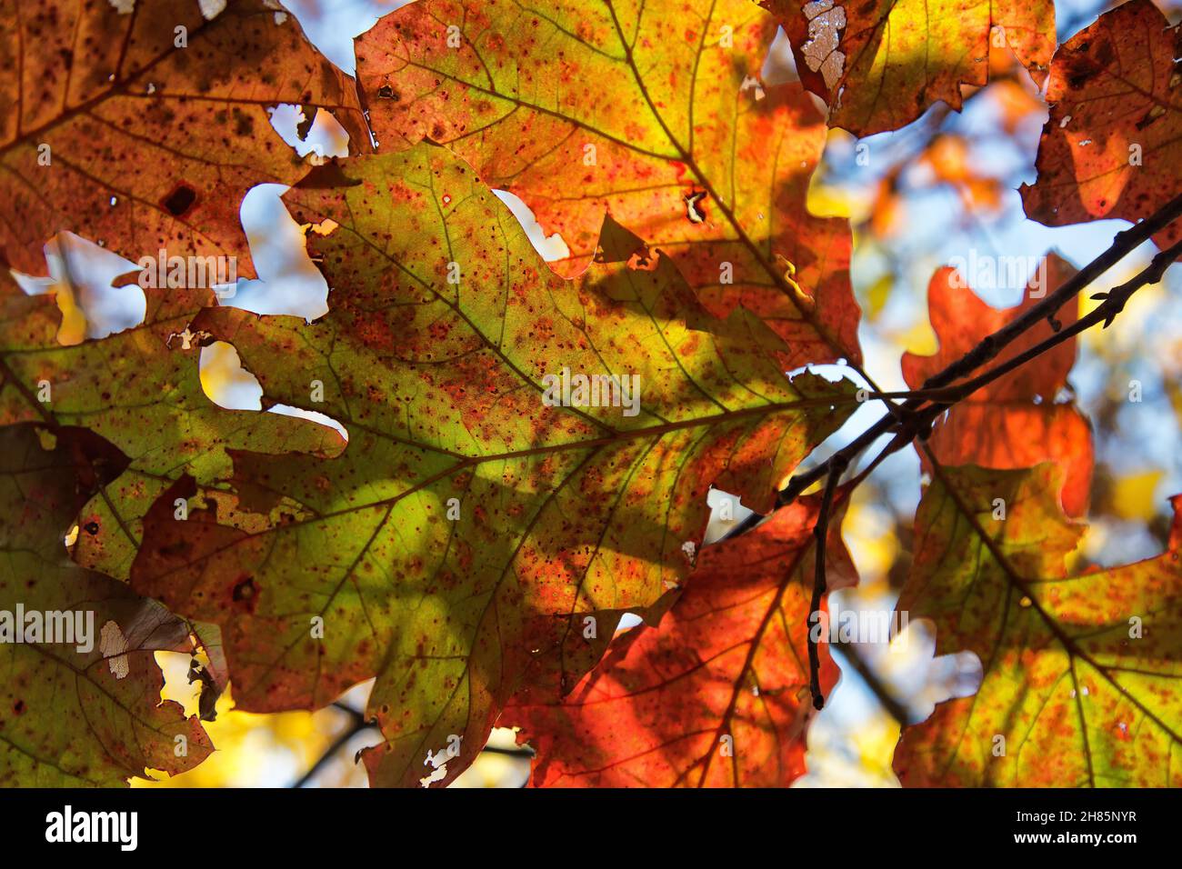 Scarlet Oak 'Quercus coccinea' Fall Laub, Missouri. Stockfoto