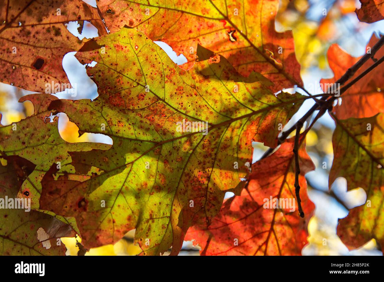 Scarlet Oak 'Quercus coccinea' Herbstlaub, Missouri.d Stockfoto
