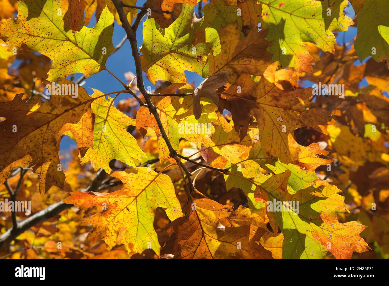 Scarlet Oak 'Quercus coccinea' Fall Laub, Missouri. Stockfoto