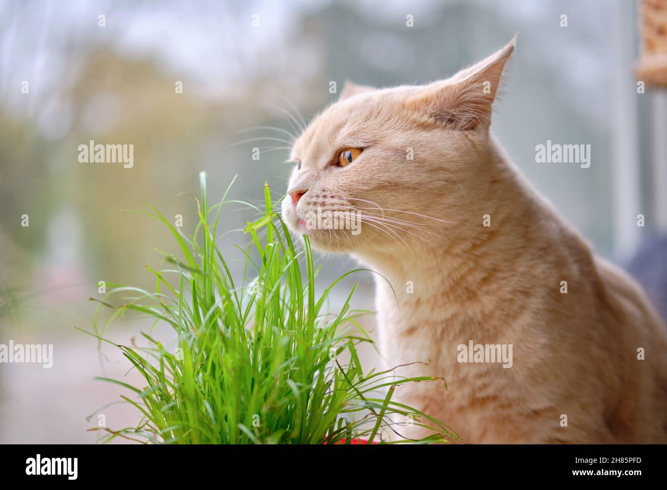 Porträt eines niedlichen Ingwer-Kätzchens mit gelben Augen, die vor einem verschwommenen Hintergrund grünes Gras riechen Stockfoto