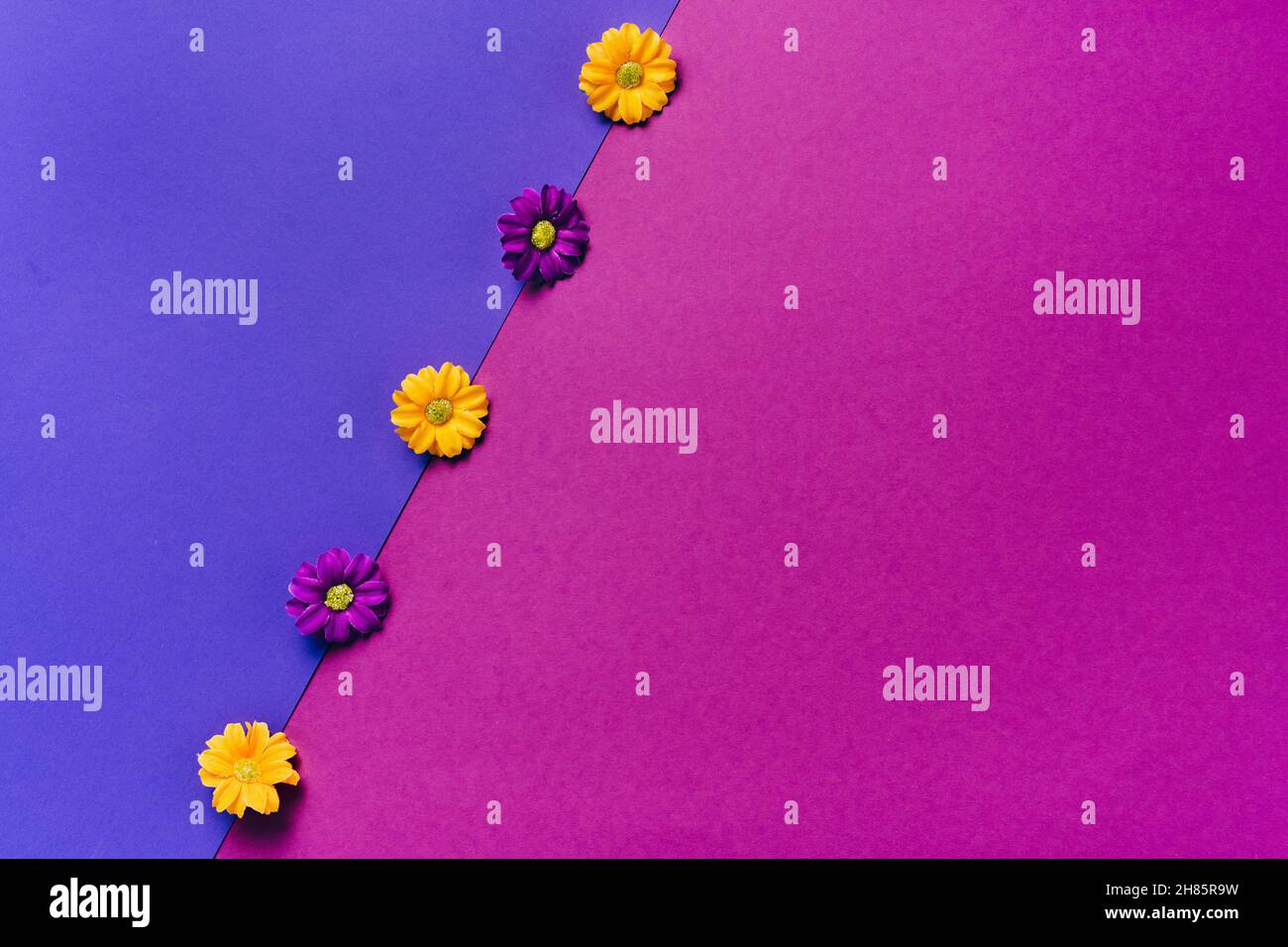 Blumen auf lebhaftem Duoton Hintergrund. Minimales flaches Lay-Konzept Stockfoto